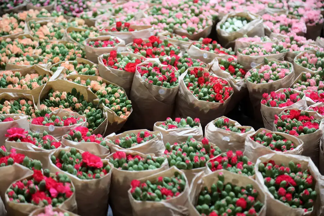 Antalya'dan Dünyaya Aşk Sevkiyatı 1